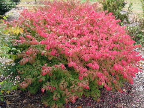 Trzmielina oskrzydlona (Euonymus alatus) 